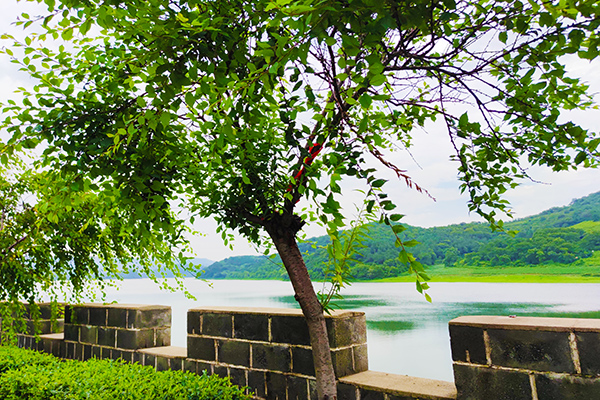 沈陽陵園里選墓地墓穴之樹木位置