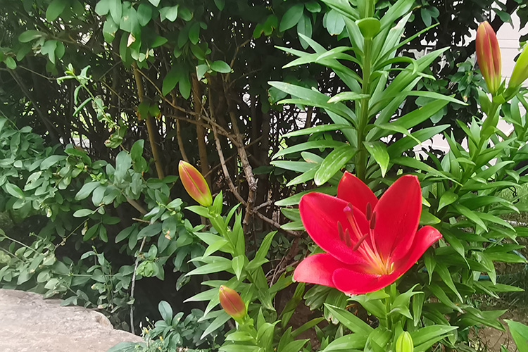 大河貝墓園詳解碑文撰寫的忌諱有那些反面