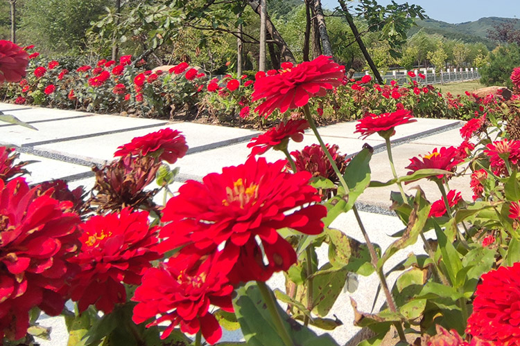 大河貝陵園配有免費接送車，上門接送參觀選購。