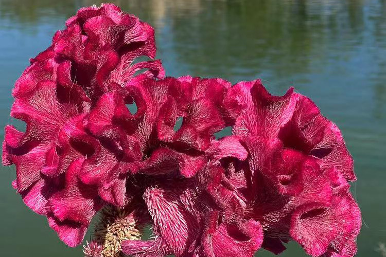 沈陽大河貝墓園為客戶提供專業、客觀、全面的購墓指導服務！