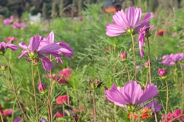 沈陽墓園殯葬機構的規(guī)范性服務