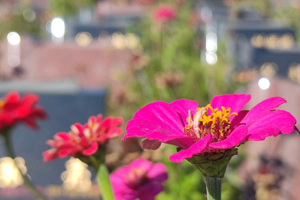 沈陽墓園展現大河貝生態息園良好的職業素養