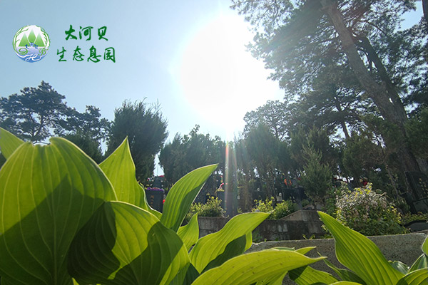 沈陽墓地草坪葬對于推動綠色殯葬文化有哪些意義呢？