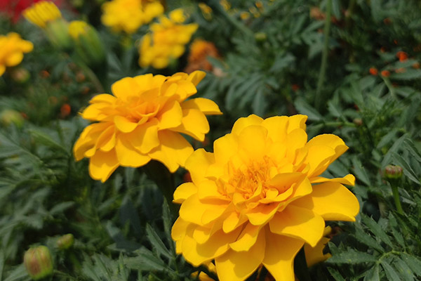 今年清明節(jié)“不一般”，下一次在2042年，沈陽(yáng)大河貝墓園提示您要提前掃墓？有啥說(shuō)法？