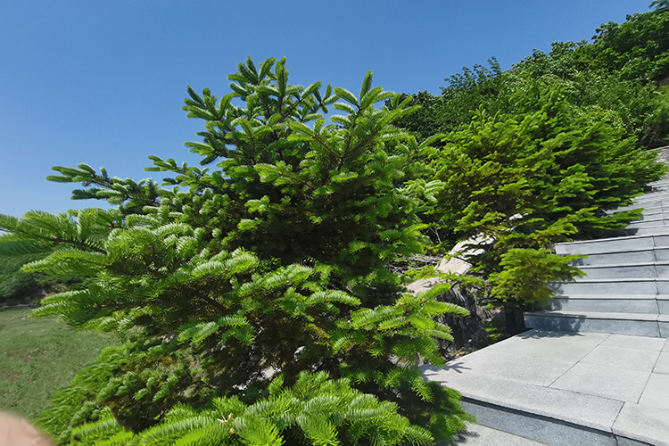 墓地適合種植什么樹可以旺子孫三代?跟著鐵嶺公墓大河貝墓園網一起了解一下吧