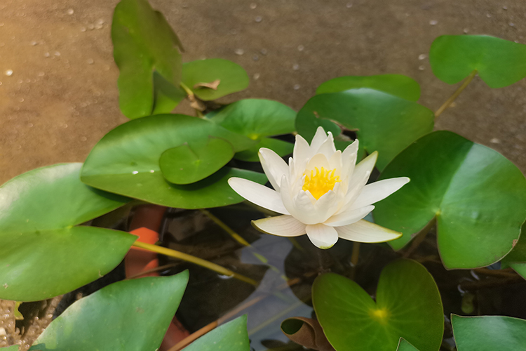 沈陽陵園提供靈車服務時，市民應如何配合以確保服務質量和效率？