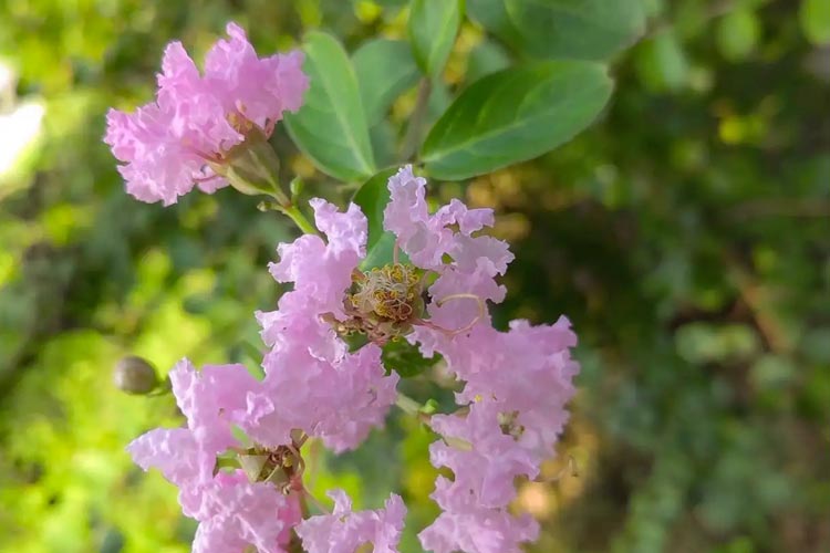 大河貝墓園好不好？